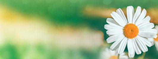 White bright daisy flowers on a background of the summer landscape. photo