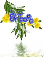 dandelion flowers isolated on white background photo
