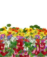 flowers isolated on white background photo