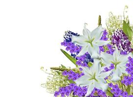 lupines beautiful flowers on a white background photo