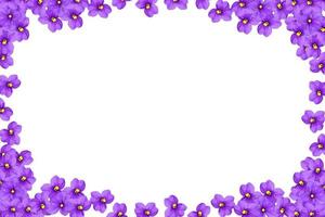 flores de primavera violeta foto