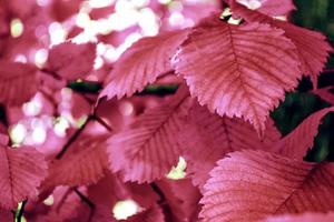 autumn landscape with bright colorful foliage. Indian summer. photo