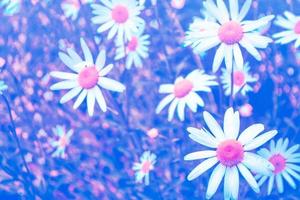 White bright daisy flowers on a background of the summer landscape. photo