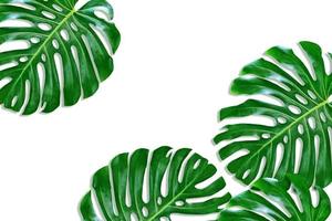 green leaf of a tropical flower monstera photo