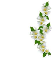 branch of jasmine flowers isolated on white background photo