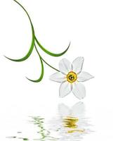 spring flowers narcissus isolated on white background photo