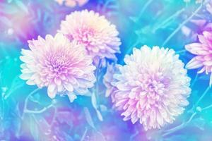 Colorful chrysanthemum flowers on a background of the autumn landscape photo