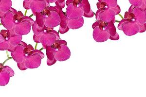 Orchid flower isolated on white background photo