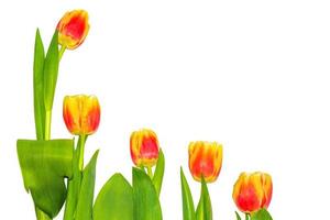 spring colorful flowers tulips. floral collection. photo