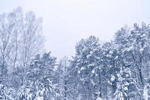 bosque de invierno congelado con árboles cubiertos de nieve. foto