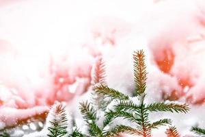 forest in the frost. Winter landscape. Snow covered trees. photo