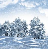 Winter Forest. Winter landscape. photo