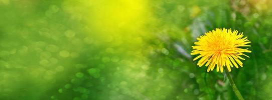 Fluffy dandelion flower against the background of the summer landscape. photo