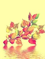 Colorful autumn foliage isolated on yellow background. Indian summer. photo