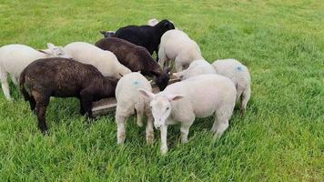 verschillende kleine lammeren in zwart-wit voeden met groen gras. video