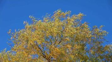 herfstbomen die bewegen in de wind tegen een blauwe lucht video
