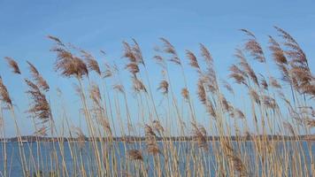 View at reed moving slowly in the wind in front of a Baltic Sea beach. video