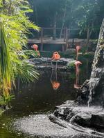 Pink flamingos in pond lake in luxury resort in Mexico. photo