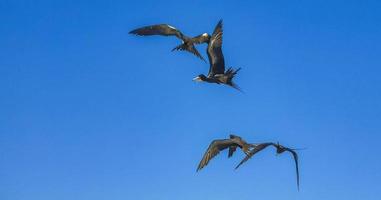 Fregat birds flock fly blue sky background on Holbox Mexico. photo