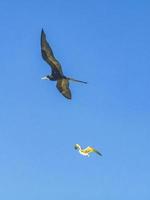 Fregat birds flock fly blue sky background on Holbox Mexico. photo