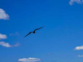 Fregat birds flock fly blue sky background Contoy island Mexico. photo