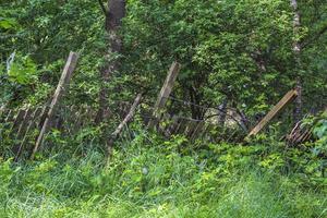 Natural panorama with fence pathway green plants trees forest Germany. photo