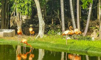 Pink flamingos in pond lake in luxury resort in Mexico. photo