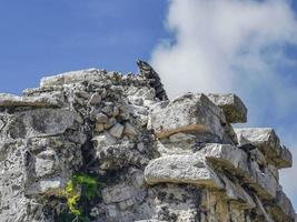 Iguana on rock Tulum ruins Mayan site temple pyramids Mexico. photo