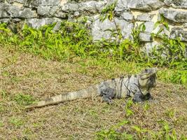 iguana sobre césped ruinas de tulum sitio maya templo pirámides méxico. foto