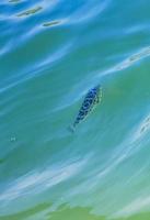 peces tropicales nadando en agua verde azul turquesa holbox mexico. foto