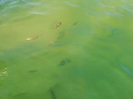 Tropical fish swimming in green turquoise blue water Holbox Mexico. photo