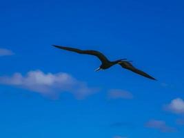 Fregat birds flock fly blue sky background Contoy island Mexico. photo
