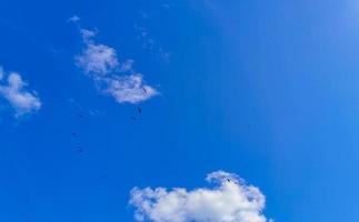 Fregat birds flock fly blue sky background Contoy island Mexico. photo