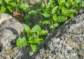 Ancient Tulum ruins Mayan site temple pyramids artifacts seascape Mexico. photo