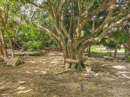 Ancient Tulum ruins Mayan site temple pyramids artifacts seascape Mexico. photo