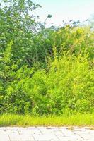 Natural panorama view with pathway green plants trees forest Germany. photo
