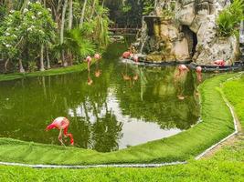 Pink flamingos in pond lake in luxury resort in Mexico. photo