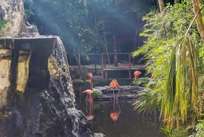 Pink flamingos in pond lake in luxury resort in Mexico. photo