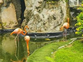 Pink flamingos in pond lake in luxury resort in Mexico. photo