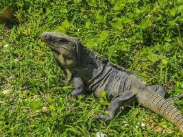 iguana sobre césped ruinas de tulum sitio maya templo pirámides méxico. foto