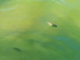 Tropical fish swimming in green turquoise blue water Holbox Mexico. photo