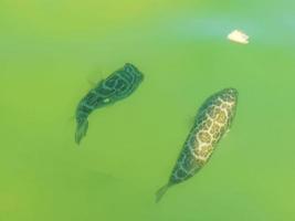 Tropical fish swimming in green turquoise blue water Holbox Mexico. photo