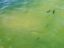 Tropical fish swimming in green turquoise blue water Holbox Mexico. photo