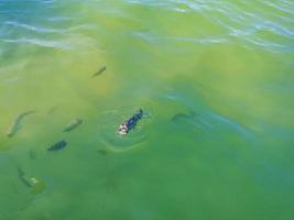 Tropical fish swimming in green turquoise blue water Holbox Mexico. photo