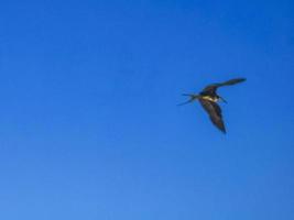 Fregat birds flock fly blue sky background on Holbox Mexico. photo