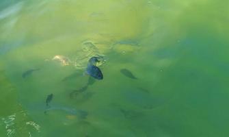 Tropical fish swimming in green turquoise blue water Holbox Mexico. photo