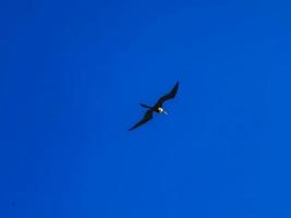 Fregat birds flock fly blue sky background Contoy island Mexico. photo