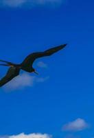 Fregat birds flock fly blue sky background Contoy island Mexico. photo