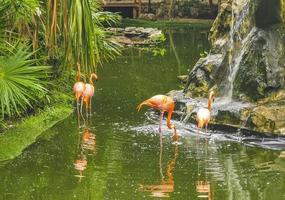 Pink flamingos in pond lake in luxury resort in Mexico. photo