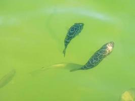 Tropical fish swimming in green turquoise blue water Holbox Mexico. photo